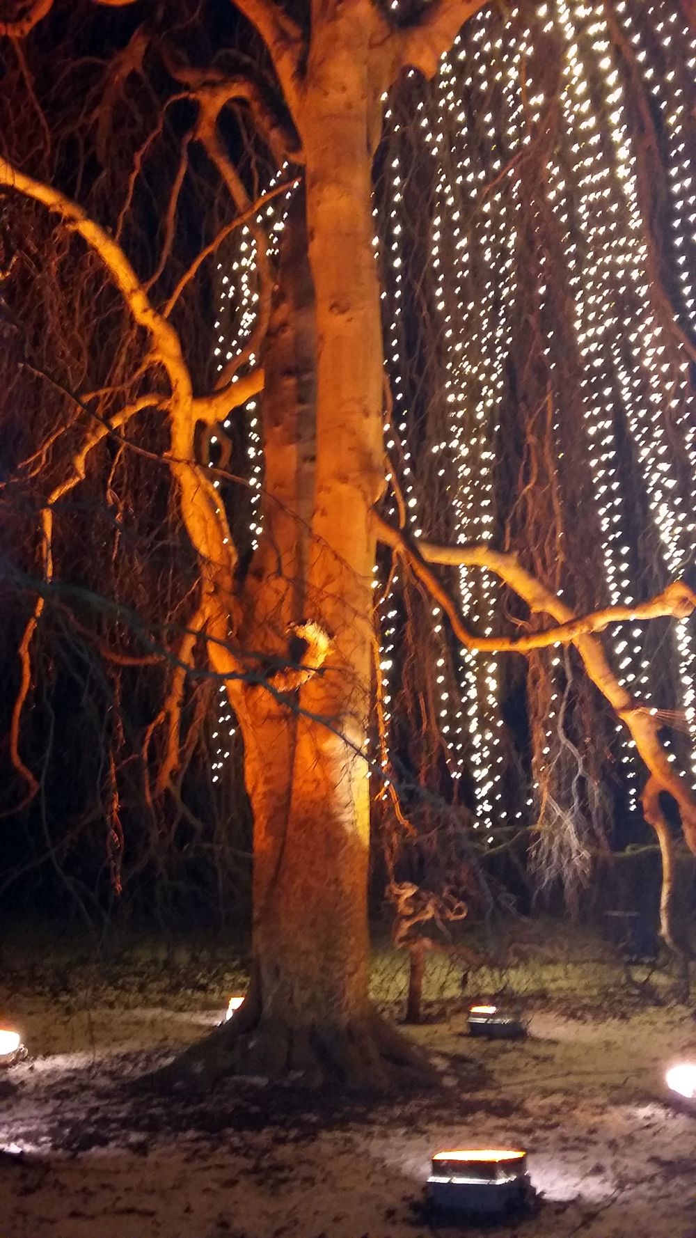 Christmas Garden – Naturgewalt im Lichterglanz