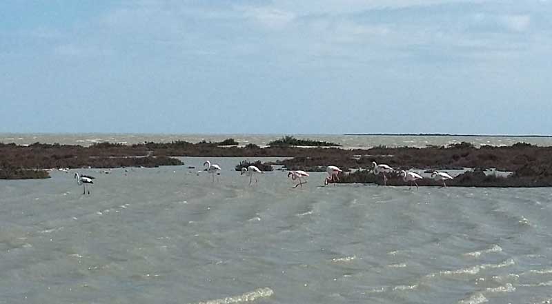Rosa Flamingos am Ufer eines flachen Salzsees im Naturpark 