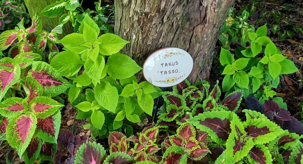 Pflanzen in einem Beet mit Schild "Taxus Tasso"
