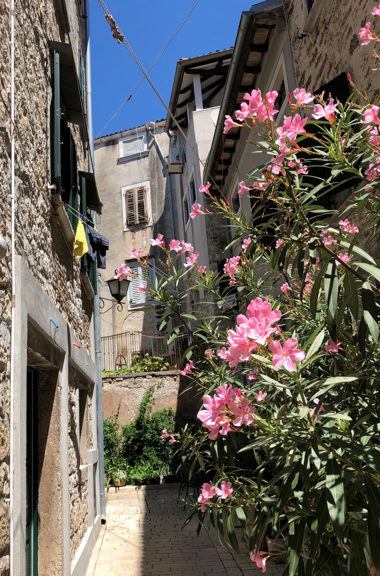 pinke Blumen in einer Altstadtgasse in Kroatien