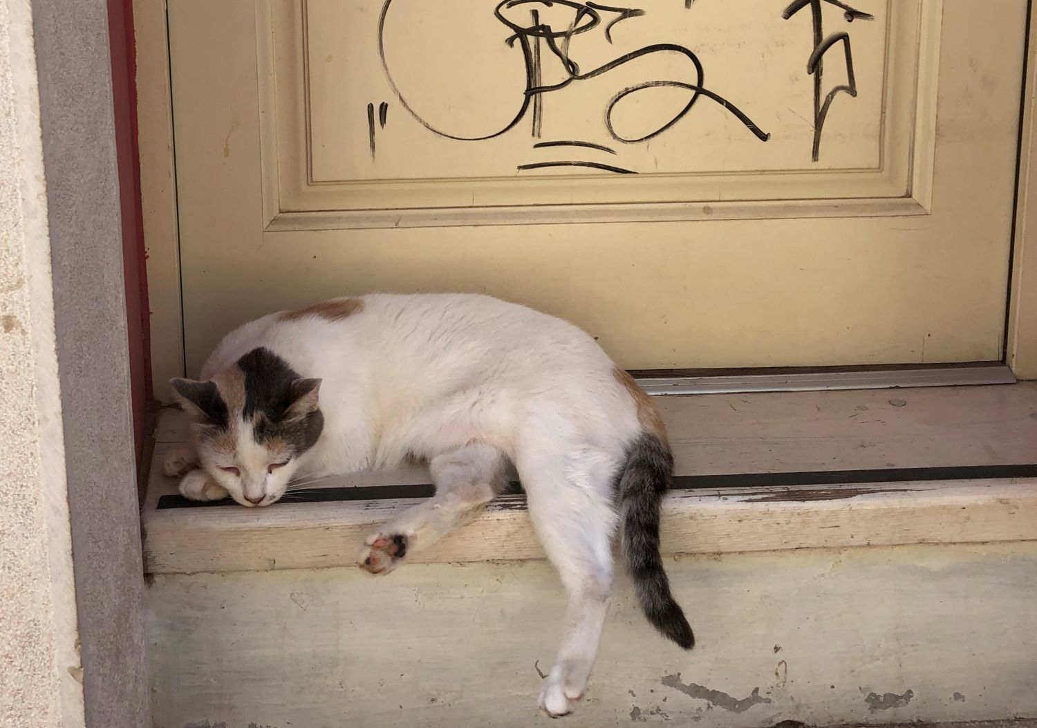Katze vor einem Hauseingang in Kroatien