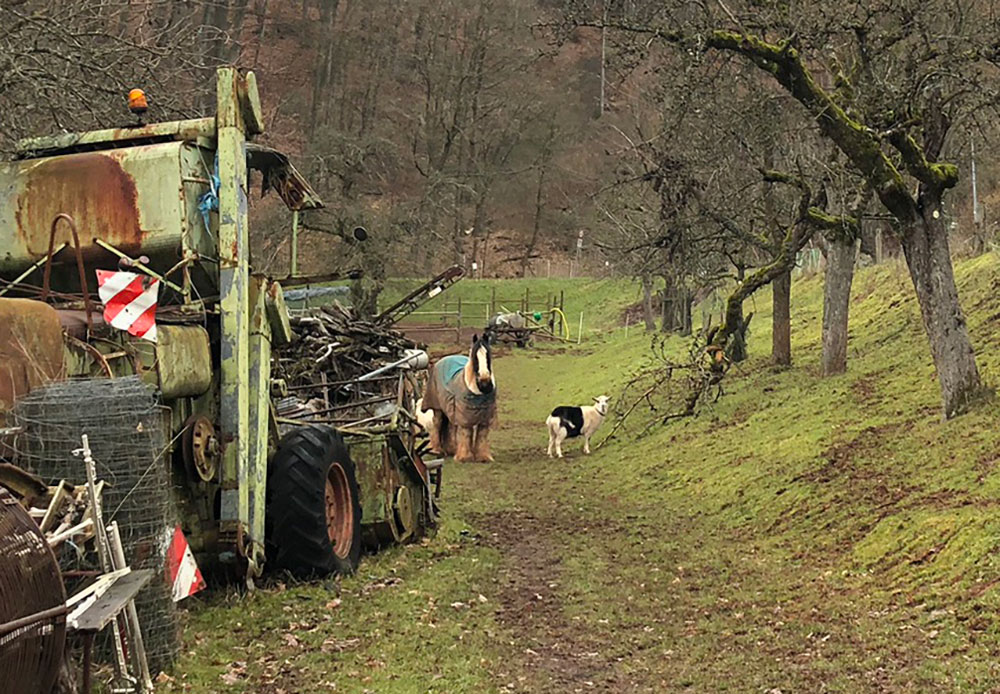 Traktor, Pferd und Ziege auf einer Wiese in Wehrshausen