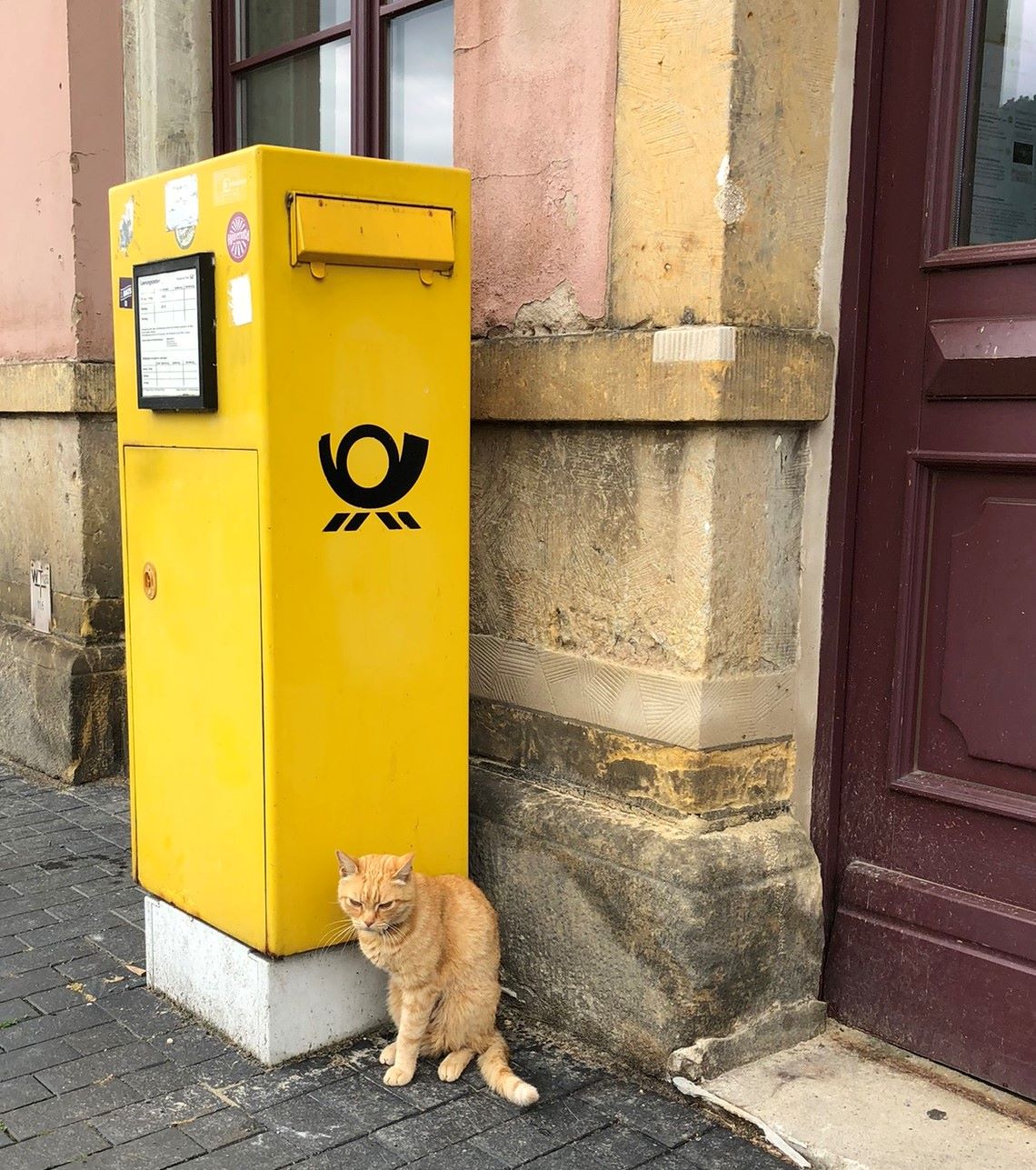 dreibeinige Katze vor einem gelben Briefkasten am Bahnhof in Bad Schandau