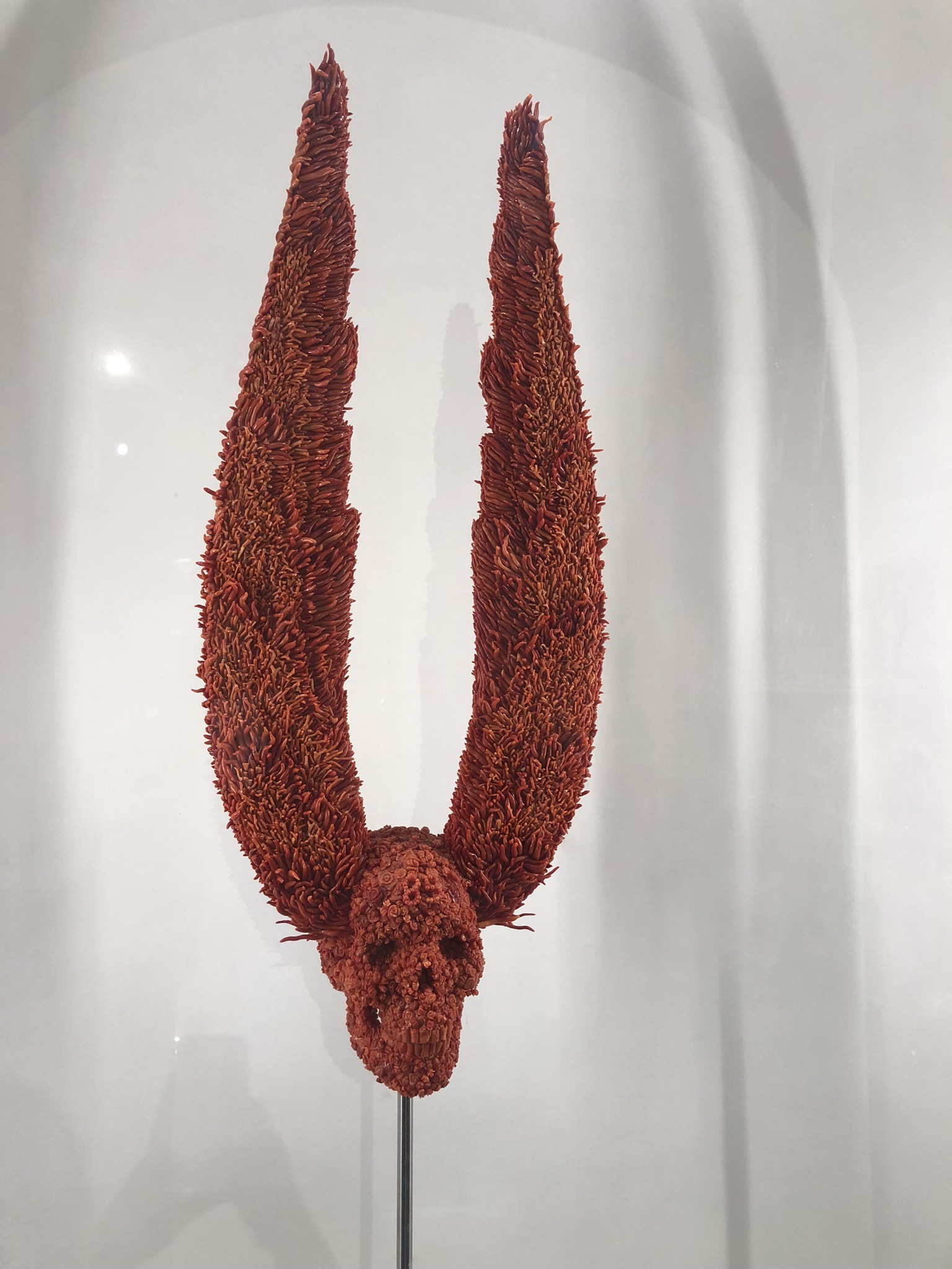 Koralleninstallation "Totenkopf mit Engelsflügeln" des belgischen Künstlers Jan Fabre